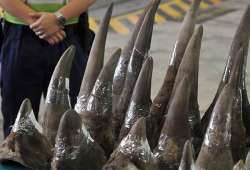 vietnam craves rhino horn costs more than cocaine