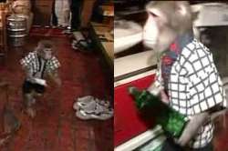 visit the restaurant near tokyo where monkeys serve as waiters