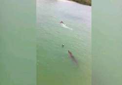 what happened after crocodile chased a swimmer in mexico