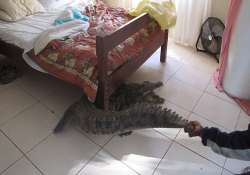 40 year old man finds 8 feet crocodile hiding under his bed in zimbabwe