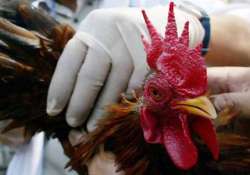 6 000 chickens culled in bihar after bird flu outbreak