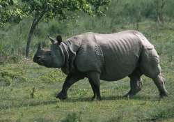 agp demands protection for one horned rhinos in assam