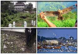 a place in india where birds commit suicide