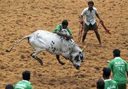 about 50 injured in jallikattu bull taming sport