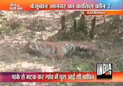 assam policemen fire from ak 47 kill tigress near kaziranga sanctuary