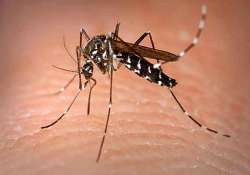 bengal turns to bug to prevent malaria