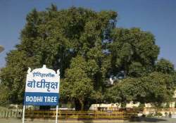 branch of historical bodhi tree falls in sarnath