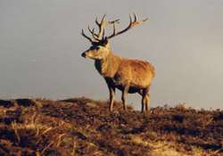 204 brow antlered deer found in manipur