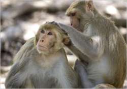 catch monkeys at rajasthan s chittorgarh railway station win rs 20 000