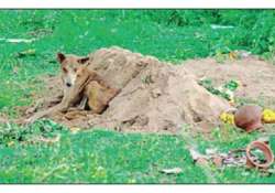 chennai dog waits for master s return at grave