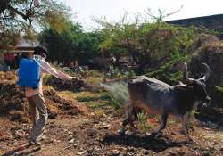 congo fever seven die in amreli in a week