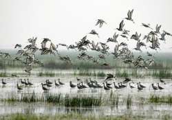 drop in the number of migratory birds visiting chilika