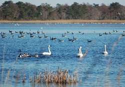 few birds in chilika