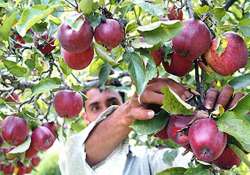 himachal s apple basket bountiful this season