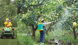 in india 6 000 tonnes of pesticides are used to save 108 million tonnes of vegetables