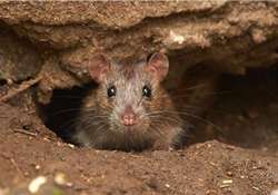 railway spends rs 10 crore to get rid of rats at delhi stations