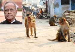 langoors deployed to protect president pranab mukherjee s specs from monkeys in mathura