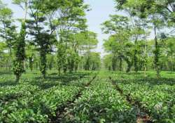 nasa s soil mission to rejuvenate classic assam tea