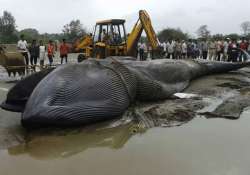 42 ft long blue whale washed ashore in mumbai dies