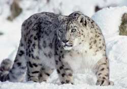 wwf calls for urgent action to protect snow leopards in india