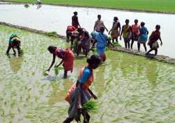 india to import rice for first time in 25 years