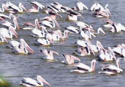 global warming driving migration of species in india