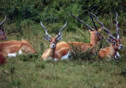 asi ngo collaborate to save agra blackbucks