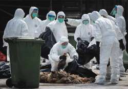 more than 8 000 birds culled up as bird flu strikes back