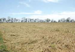 wheat crop hit by hailstorm in punjab