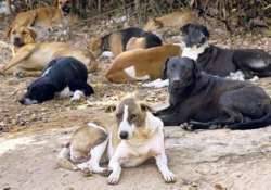 sterilisation to check stray dogs in steel city