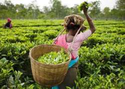 erratic weather impacts tea production in india