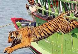 tiger drags away man injures another