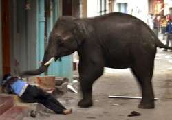 man trampled to death by elephant