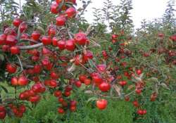 pm modi s adopted village to have plantations of kashmiri apples