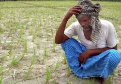 agriculture ministry informs supreme court that it can t raise msp of cereals by 50