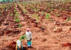 faridabad plants over 2 lakh saplings in 3 hours makes it to record book