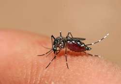 18 cases of dengue in delhi out of 20 reported in ncr report