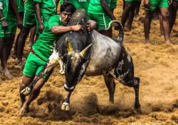 sc stays centre s controversial notification allowing jallikattu