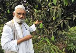 famous mango cultivator haji kalimullah comes out with a new modi mango variety