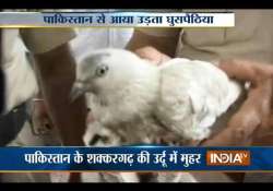 detained pakistani spy pigeon goes through x ray examination