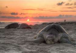 sporadic nesting activity of olive ridley turtles in odisha