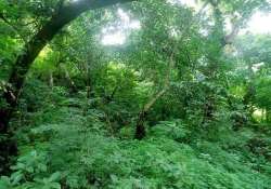 green cover in odisha threatened by mining