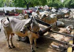 beef ban likely in haryana