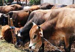 government to set up labs at ports to check illegal cow meat export