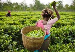 assam set up panel to probe tea garden work conditions