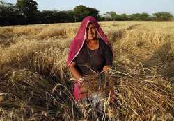 rains destroy 50 000 hectares of crops in vidarbha