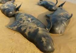 over 100 whales wash ashore in tamil nadu s tuticorin