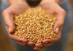 government imposes 10 import duty on wheat till march 2016