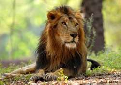 another ailing lion dies at etawah