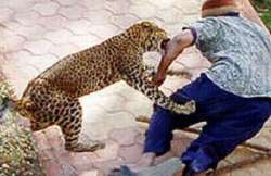 leopard attacks a teacher in bahraich up